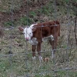 Meet your Posher, Ginger